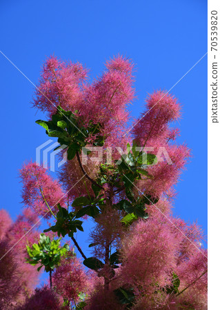 Smoke tree under the blue sky (Smoke tree) 70539820