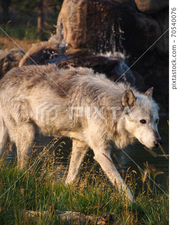 Gray wolf Gray wolf 70540076