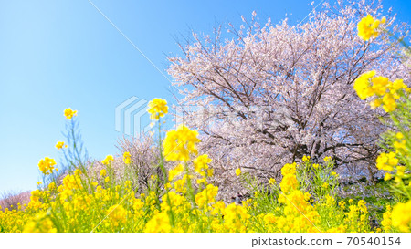 Sakura and rape blossoms (at Gongendo Tsutsumi) 70540154