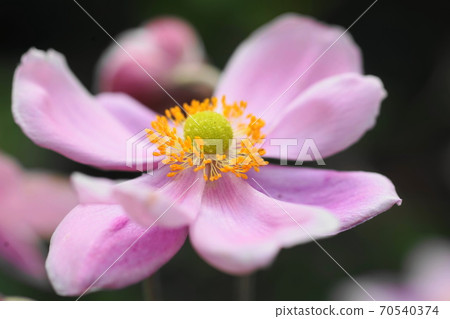 October Chofu 649 Japanese anemone (Akimei chrysanthemum, Kibune chrysanthemum), Ranunculales, Keio Floral Garden Angers 70540374