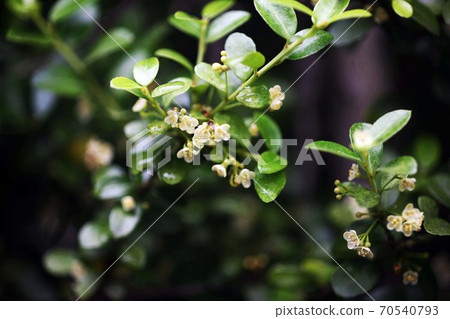 White flowers of Japanese holly that bloom after the rain White flowers of Japanese holly that bloom after the rain 70540793