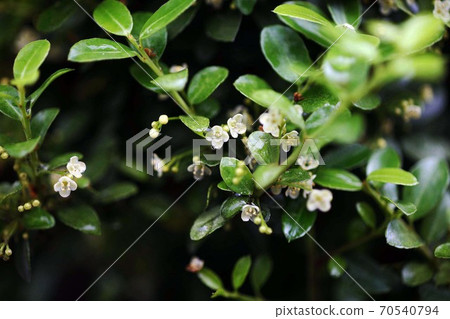 White flowers of Japanese holly that bloom after the rain White flowers of Japanese holly that bloom after the rain 70540794