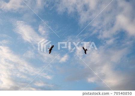 Two black kites flying in the sky 70540850