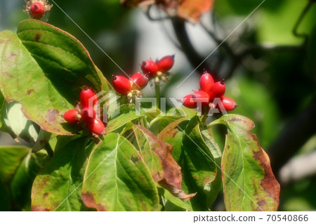 堅果：花蜜月：秋季水果：紅色水果 70540866