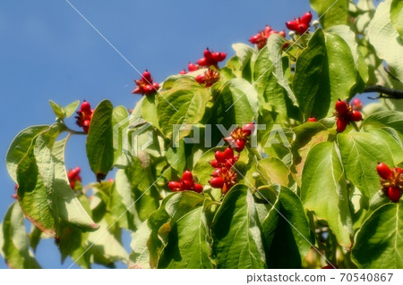 堅果:花蜜月:秋季水果:紅色水果 堅果:花蜜月:秋季水果:紅色水果 70540867