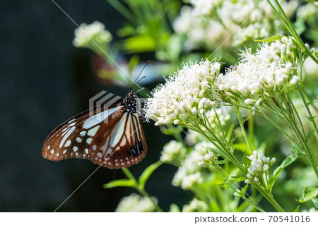 Asagi Madara and Fujikaka 70541016