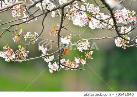 川森棲息在著名寺廟的櫻花上 川森棲息在著名寺廟的櫻花上 70541040