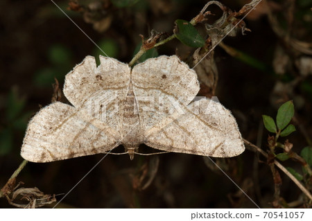 生物，昆蟲，Usooudedashaku，大小不到3厘米。機翼清醒而同心的三條波浪線 70541057