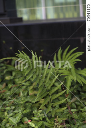 澀谷購物樓前的綠色成長 澀谷購物樓前的綠色成長 70541170