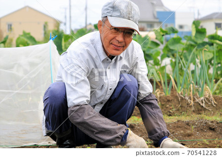Senior man working in the field Senior man working in the field 70541228