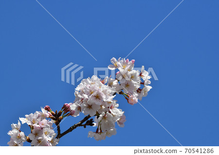 Yoshino cherry tree against the blue sky 70541286