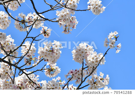 櫻花櫻木吉野映襯在藍天下 櫻花櫻木吉野映襯在藍天下 70541288