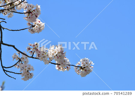 櫻花櫻木吉野映襯在藍天下 櫻花櫻木吉野映襯在藍天下 70541289