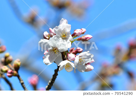 櫻花櫻木吉野映襯在藍天下 櫻花櫻木吉野映襯在藍天下 70541290