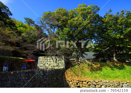 滋賀縣彥根市彥根城的風景，城堡，彥根城，日本歷史[10月] 70542159