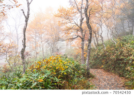 《Nagano Prefecture》 Autumn Shiga Kogen / Kiri no Tanohara Marsh 70542430