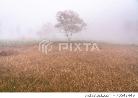 《長野縣》秋天滋賀高原/霧之谷原沼澤 《長野縣》秋天滋賀高原/霧之谷原沼澤 70542449