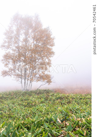 《Nagano Prefecture》 Autumn Shiga Kogen / Kiri no Tanohara Marsh 70542461
