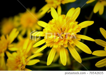 Double-blooming twirb brush 70542635