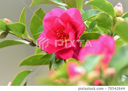 美麗的山茶花 70542644