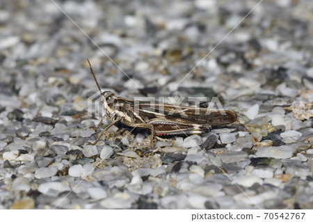 Porcupine grasshopper 70542767