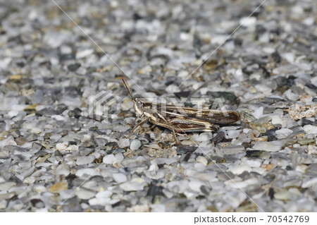 Porcupine grasshopper 70542769