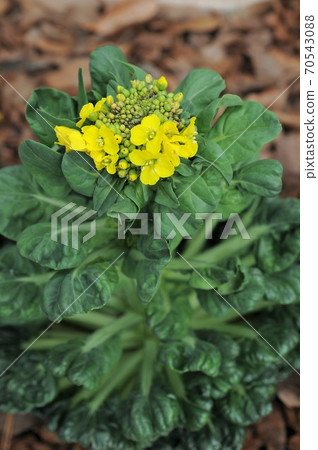 Tassai flowers 70543088