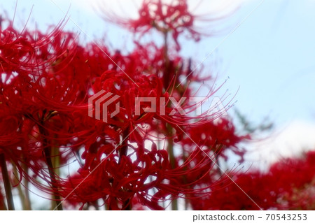 Autumn flowers: cluster amaryllis: Manju Saka: Bank of the Milky Way Autumn flowers: cluster amaryllis: Manju Saka: Bank of the Milky Way 70543253