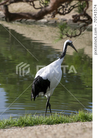 Red-crowned crane is taking a walk in the garden Red-crowned crane is taking a walk in the garden 70543574