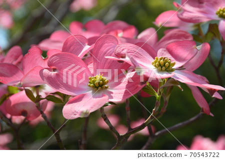 Dogwood (Kyoto City, Kyoto Prefecture) 70543722
