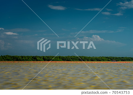 A variety of pink flamingos in Celestun National Park. Mexico. 70543753