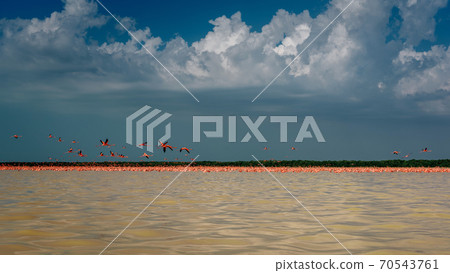 A variety of pink flamingos in Celestun National Park. Mexico. 70543761