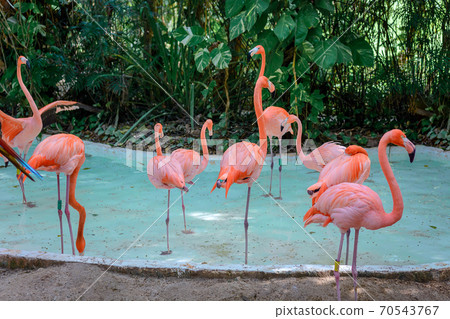 Pink flamingos in the zoo stand in an artificial pond. 70543767