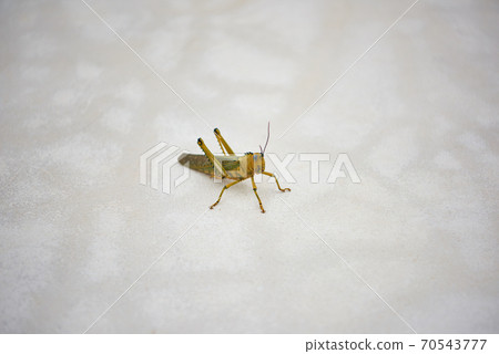 Large green locust on the concrete floor close-up. 70543777