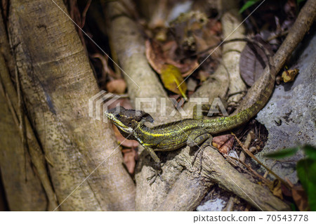 Basiliscus vittatus on the branches of a tree 70543778
