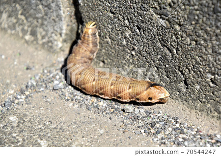 Prawn Garlus的幼蟲 70544247