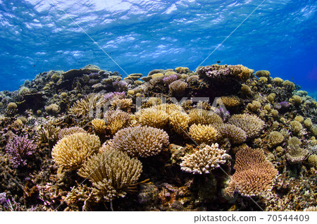 Beautiful coral reefs in Okinawa 70544409
