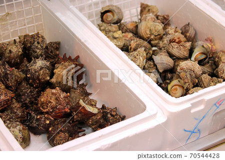 海鮮市場的頭巾殼 海鮮市場的頭巾殼 70544428