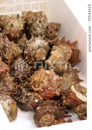 海鮮市場的頭巾殼 70544429