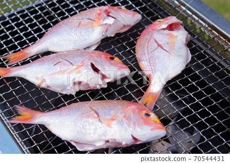 鯛魚和燒烤Madai Renkodai鯛魚 鯛魚和燒烤Madai Renkodai鯛魚 70544431