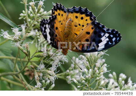 Indian Fritillary ♀ honey sucking Indian Fritillary ♀ honey sucking 70544439