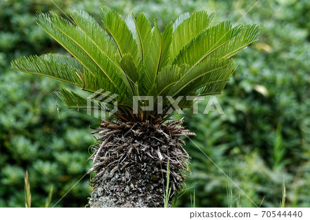 Gymnosperm cycad Gymnosperm cycad 70544440