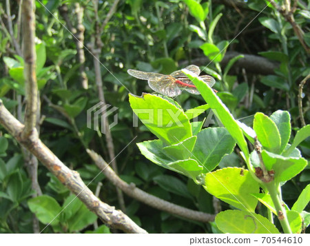 Sympetrum frequens Red dragonfly Sympetrum frequens Red dragonfly 70544610