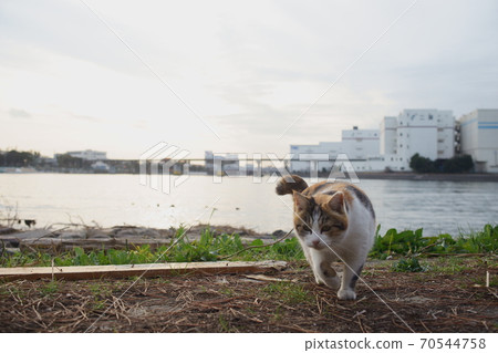 Cat Cat 70544758