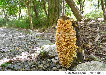 Mushrooms infesting dead trees Mushrooms infesting dead trees 70544845