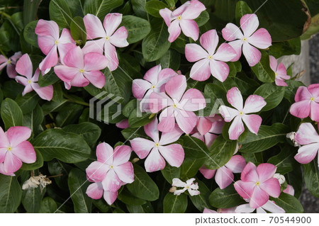 日常草，花瓣模糊 70544900