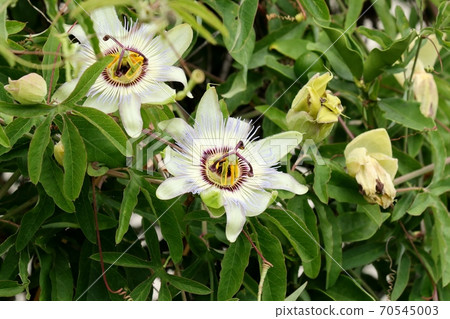 Autumn flowers: Passionflower flowers: Milky Way bank: Flowerbed 70545003