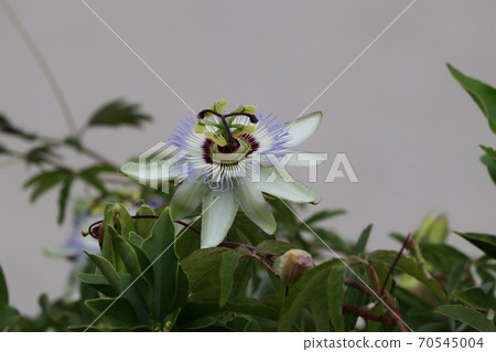 Autumn flowers: Passionflower flowers: Milky Way bank: Flowerbed Autumn flowers: Passionflower flowers: Milky Way bank: Flowerbed 70545004