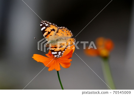 Insect: Painted Lady: Kikosmos: Bank of the Milky Way Insect: Painted Lady: Kikosmos: Bank of the Milky Way 70545009