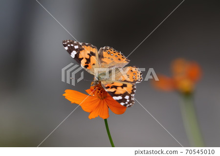 Insect: Painted Lady: Kikosmos: Bank of the Milky Way 70545010